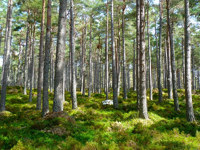 A dense forest with tall trees and lush greenery on the ground, featuring patches of moss and underbrush.